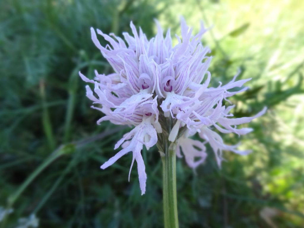 Orchis italica